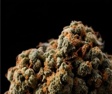 A cannabis flower shot against black