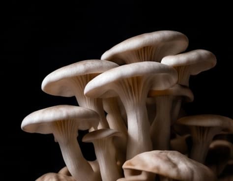 A cluster of oyster mushrooms against black