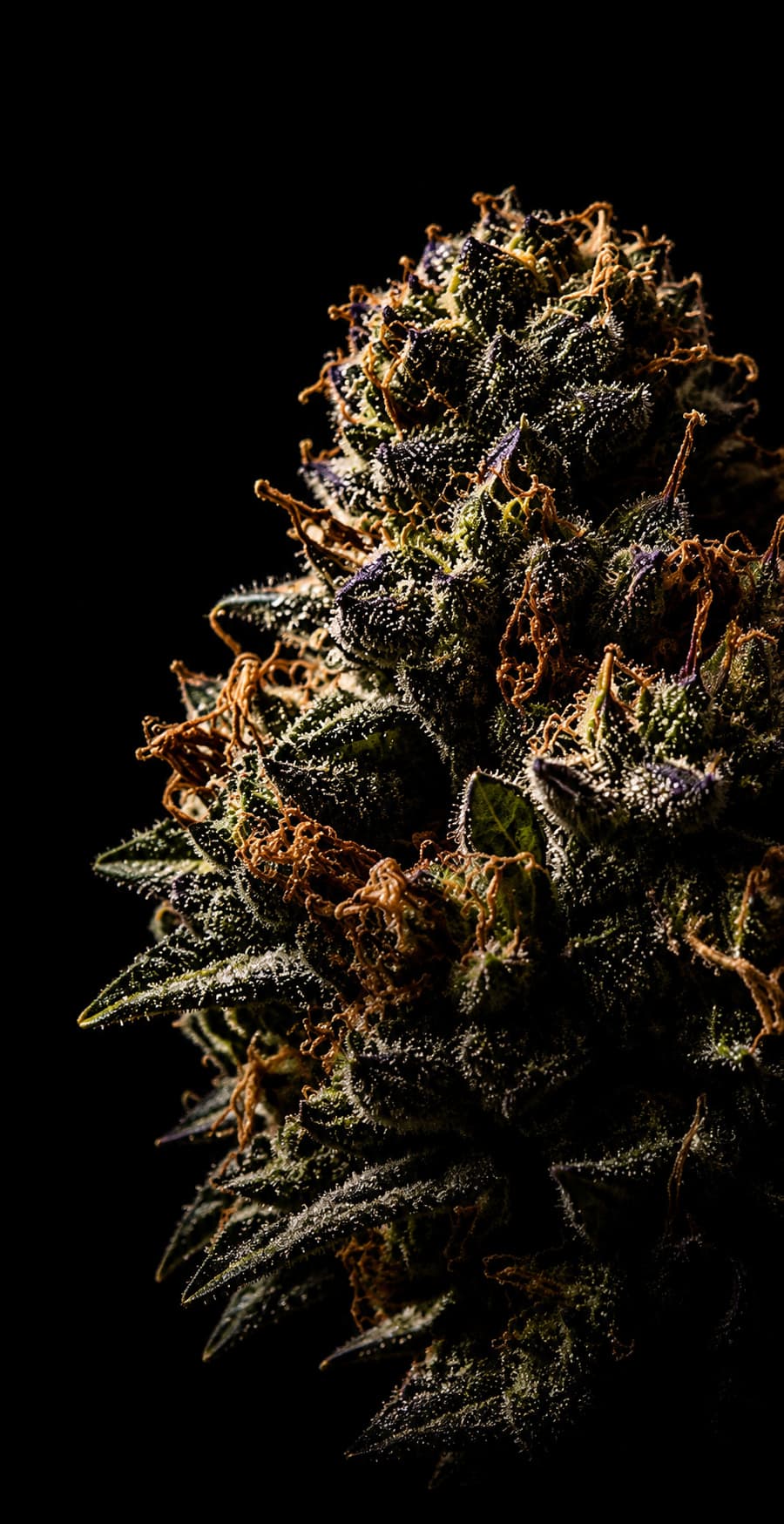 A single cured cannabis flower lit against black
